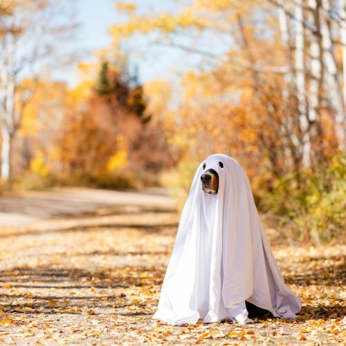 The Halloween Photo Isn’t Worth It: How to Tell When Your Pet Has Had Enough