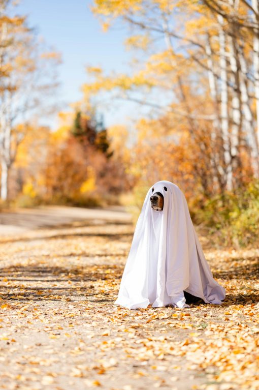 The Halloween Photo Isn’t Worth It: How to Tell When Your Pet Has Had Enough