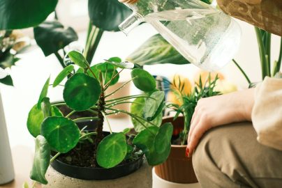 5 Houseplants That Can Go Weeks Without Water
