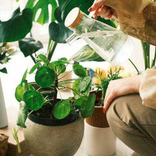 5 Houseplants That Can Go Weeks Without Water
