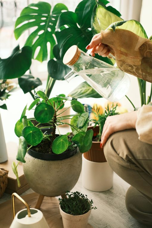 5 Houseplants That Can Go Weeks Without Water